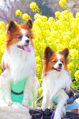 つむぎとまろと菜の花