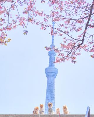青春