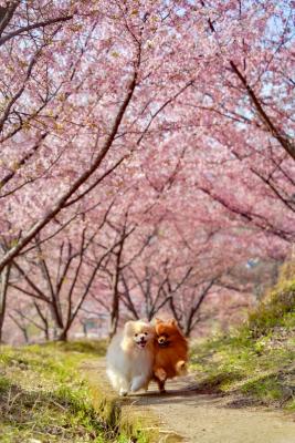 河津桜のトンネル