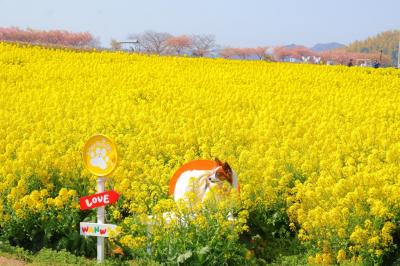 菜の花にドボン
