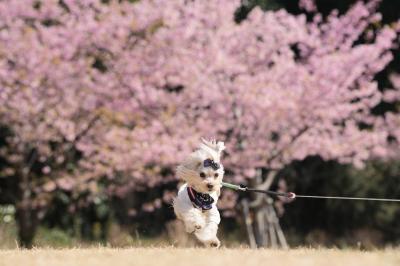 あたち、写真撮るより、走るのが好き！