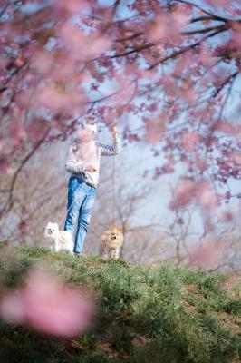 桜さんぽ