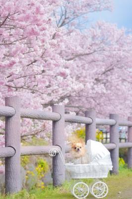 癒され桜ん歩
