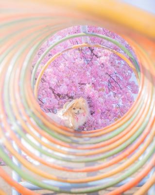 春色カラフルトンネル