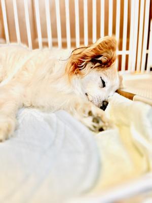 眠るクロくん