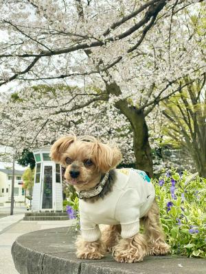 ボクと桜