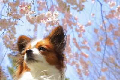 枝垂れ桜とまろ