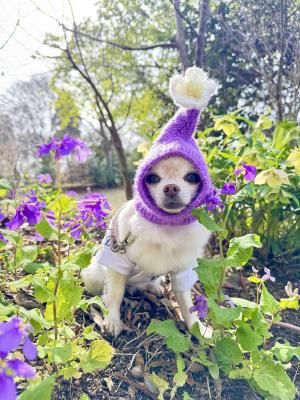 花の妖精