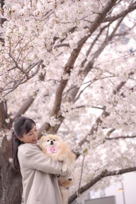 桜の木の下で