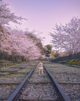 紅色に染まる蹴上インクライン