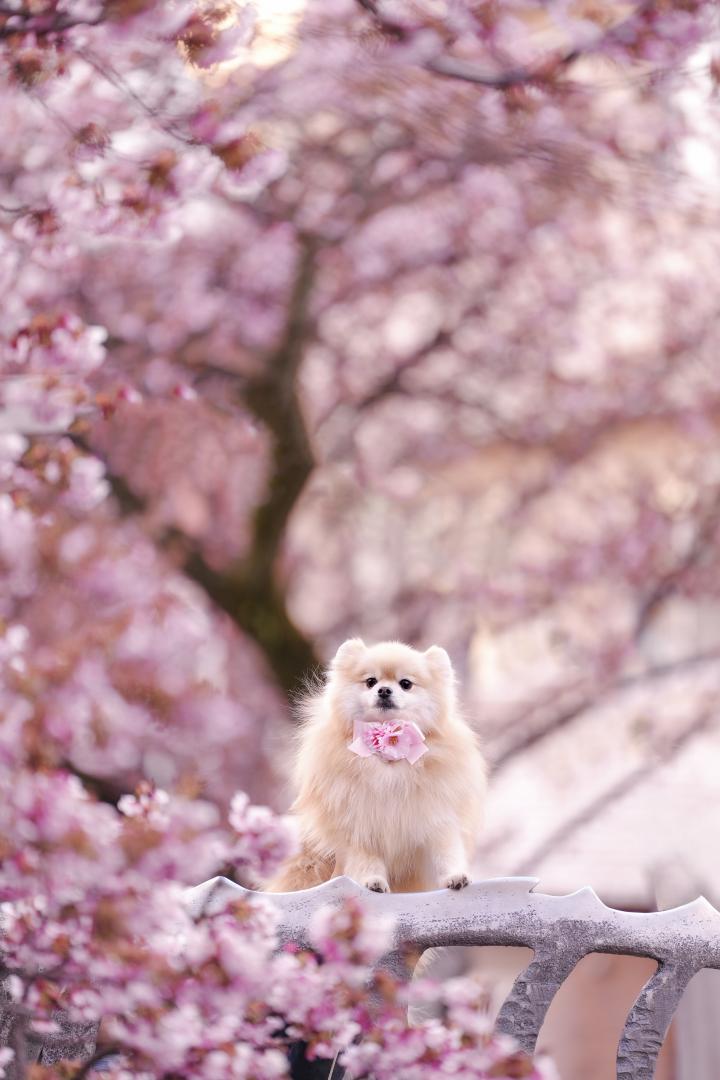 熱海桜からひょっこり