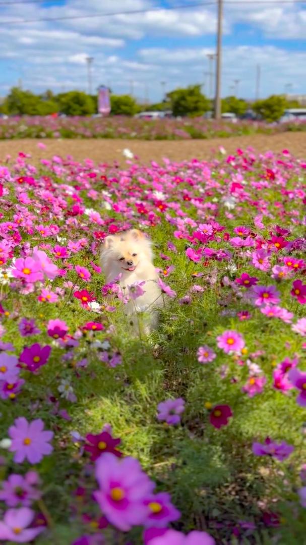 お花畑に舞い降りた天使
