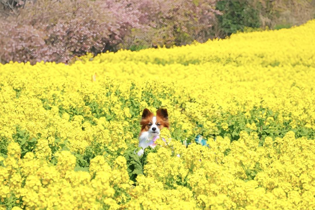 つむぎを探せ