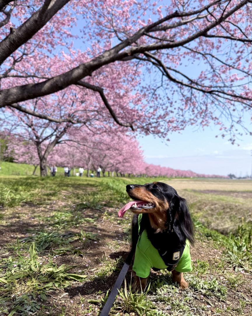 安行寒桜と愛犬と