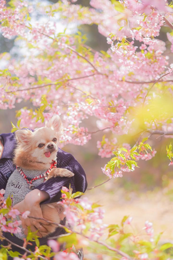 桜と愛犬
