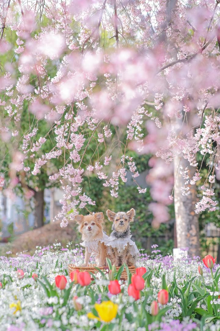 枝垂れ桜とチューリップ