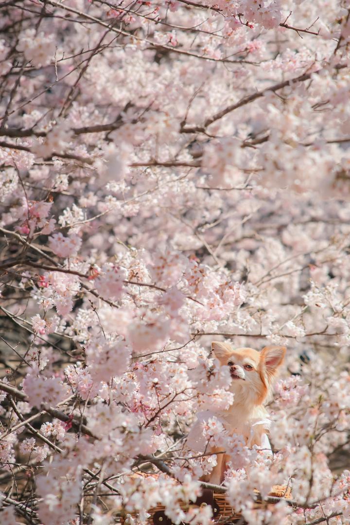 春めき桜は良い香り