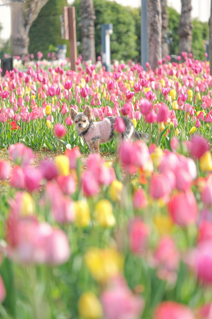 カラフルなチューリップ