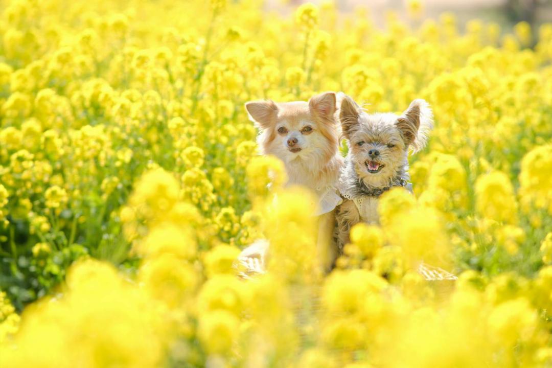 菜の花に埋もれて