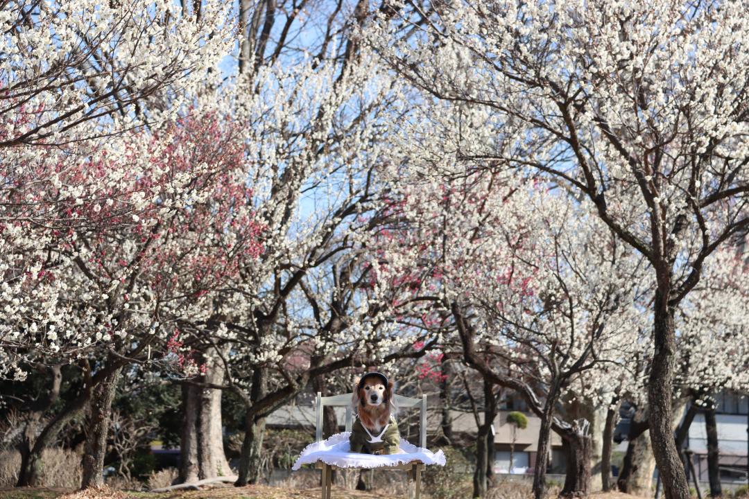 梅見月に愛犬と