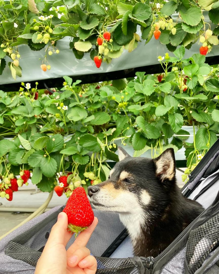いちご狩り