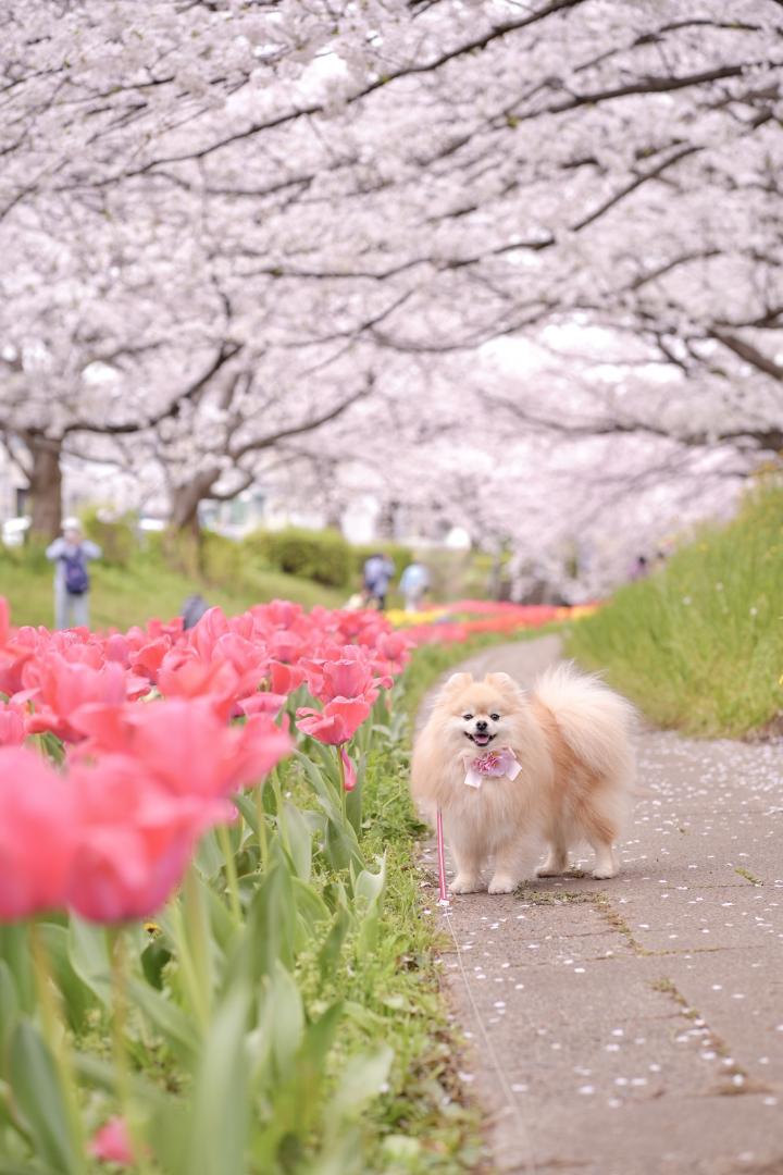 桜とチューリップ