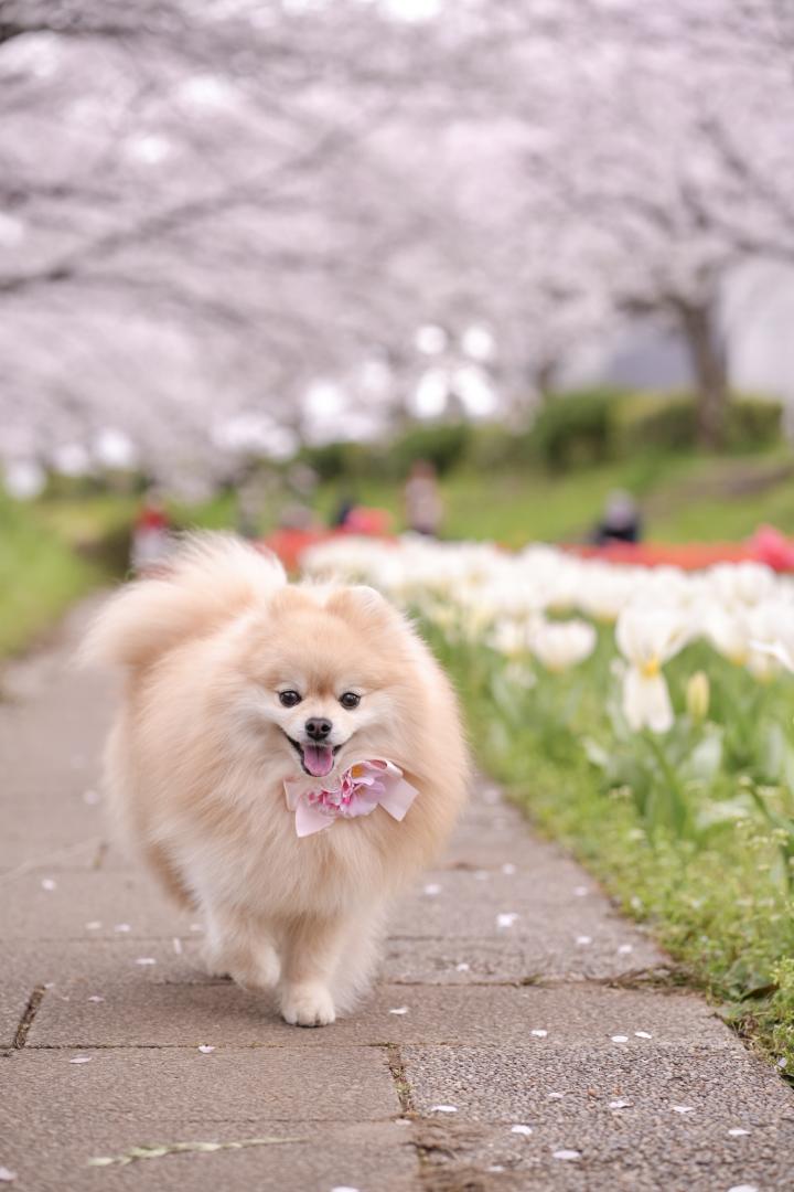 ママー！