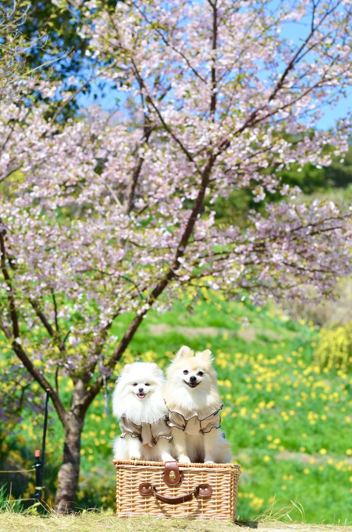 水仙畑で笑顔のルナとコト