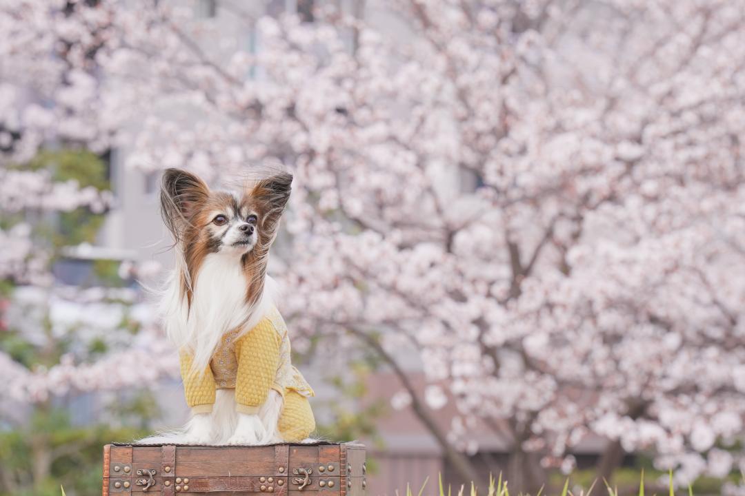 春の風