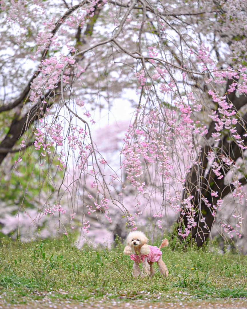 枝垂れ桜と染井吉野