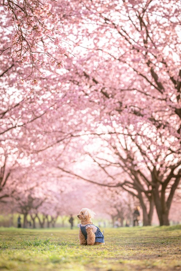 桜並木の下で
