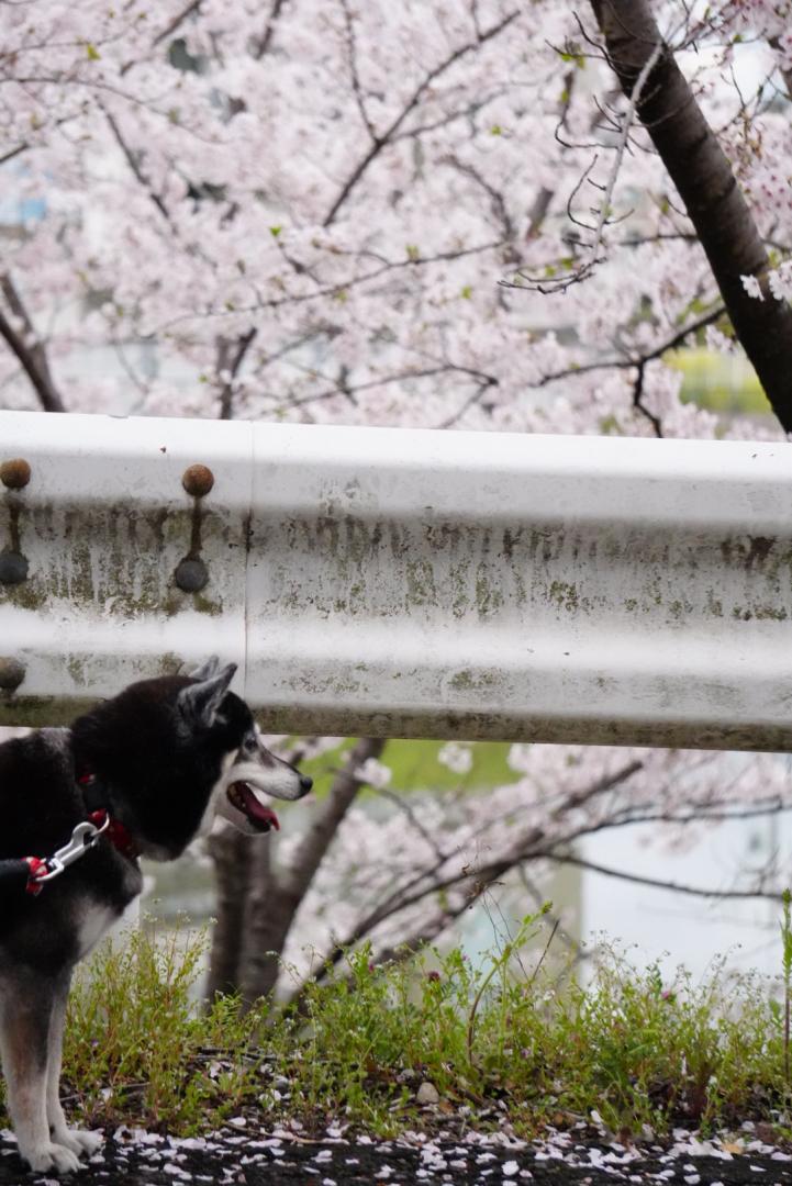 春のさんぽ