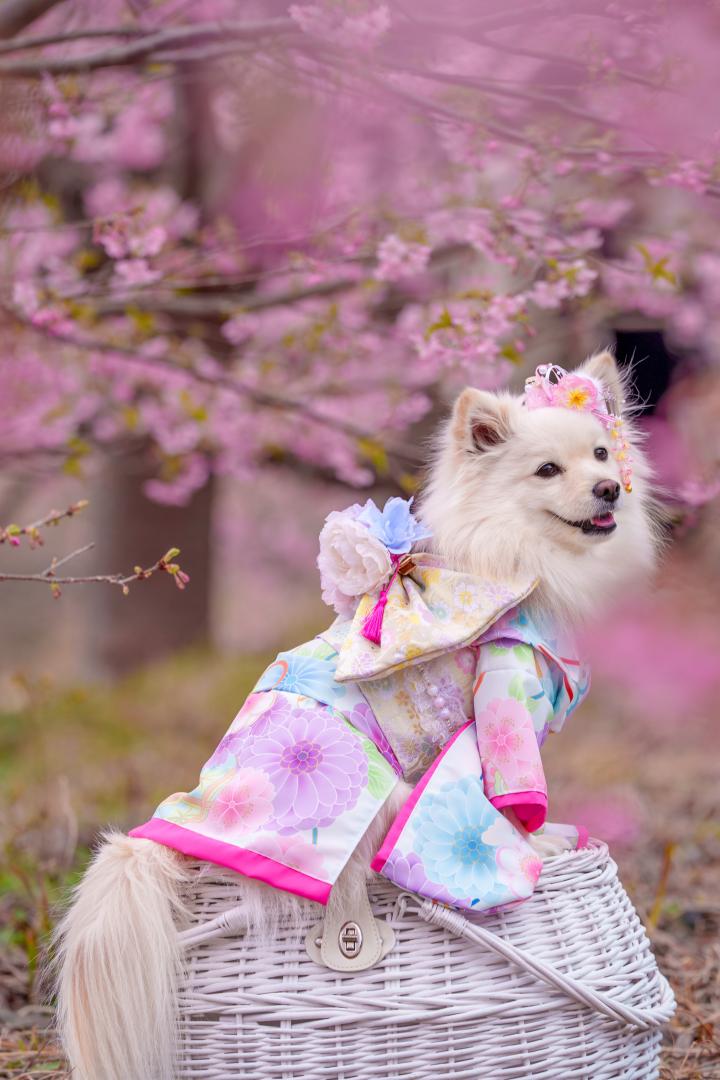 春色