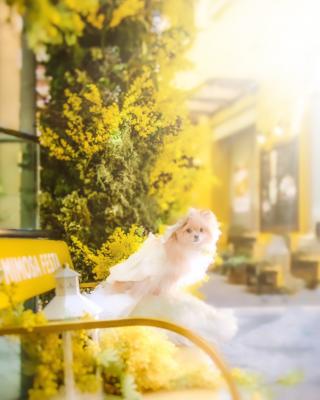 春のヒカリ