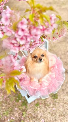 花よりだんご