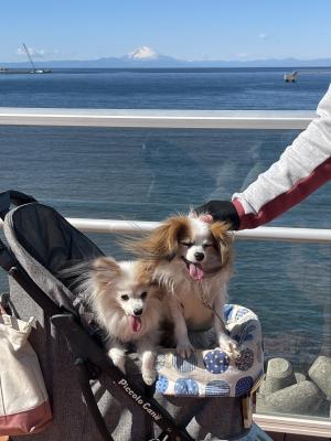 房総の春の海と愛犬達