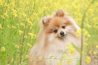 菜の花いっぱい