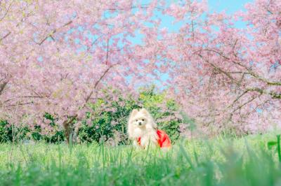 春の色