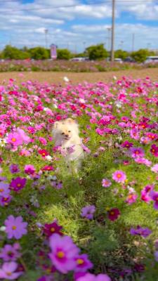お花畑に舞い降りた天使