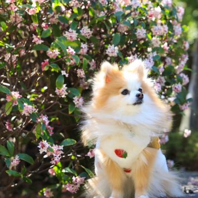 キラキラ沈丁花
