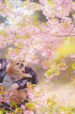桜と愛犬