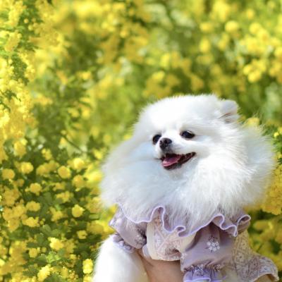 ミモザにとろけちゃう♡