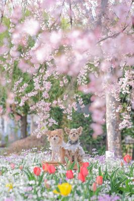 枝垂れ桜とチューリップ