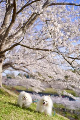 お花見散歩