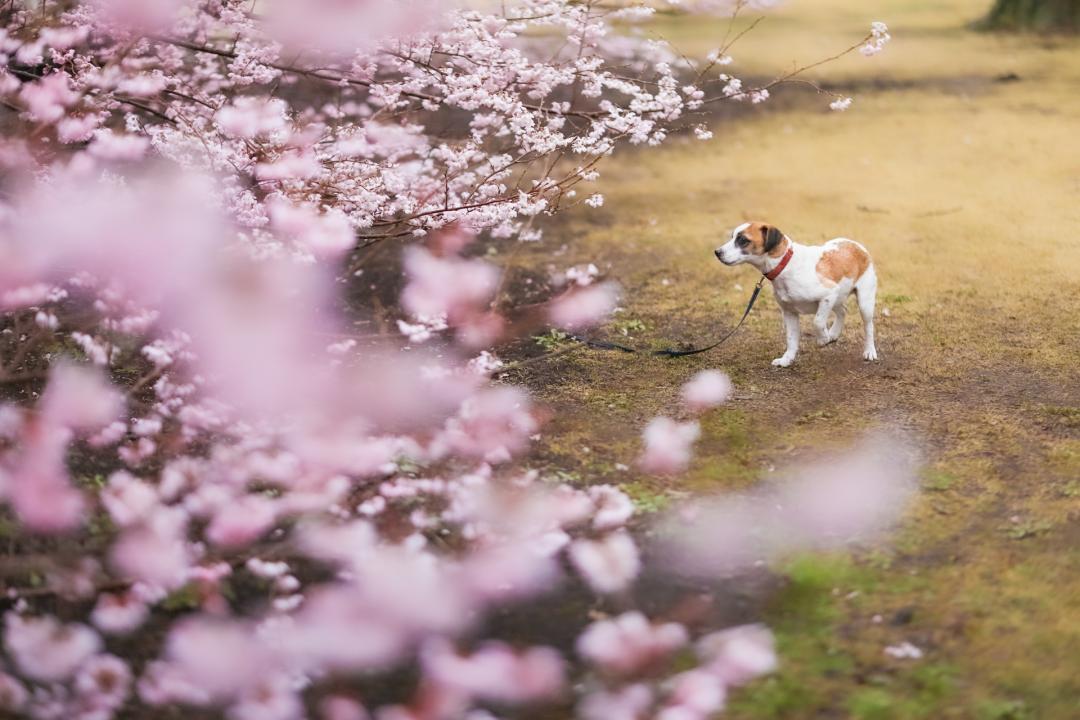 春を愛でる