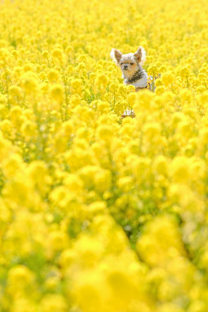菜の花の海
