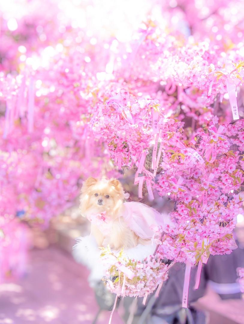 桜神宮