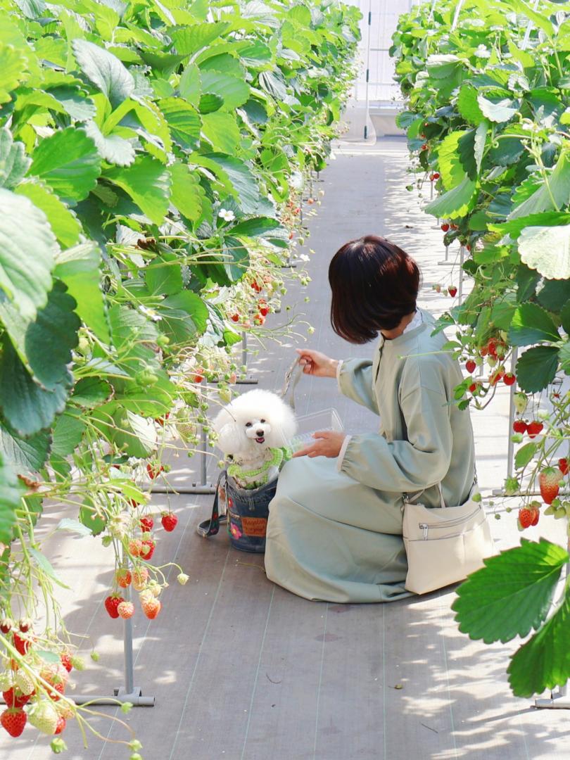 いちご狩り初めまして