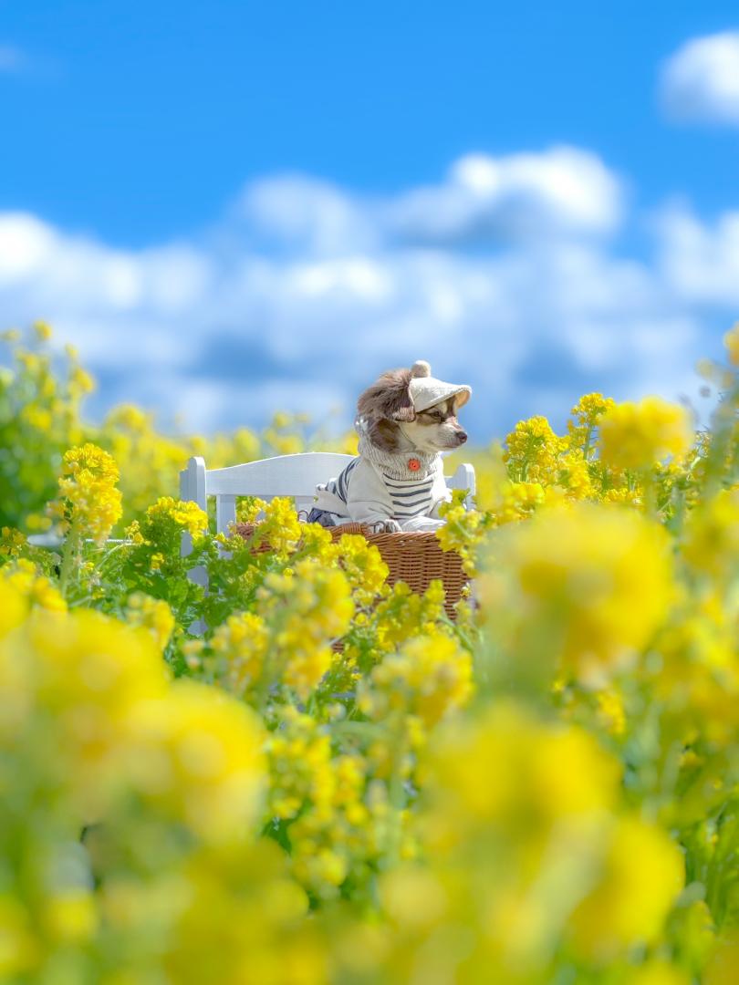ふんわり黄色い菜の花と青い空