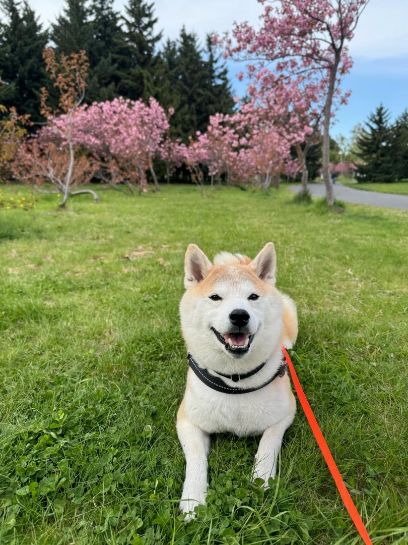 桜と笑顔